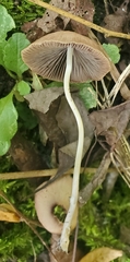 Psathyrella bipellis