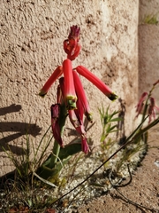 Lachenalia bulbifera
