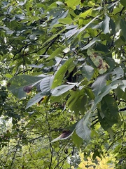 Gnomonia caryae