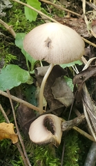 Psathyrella bipellis