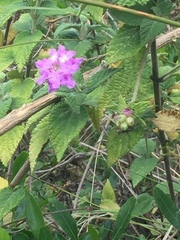 Lantana montevidensis