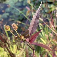 Bidens frondosa