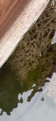 Zosteraceae