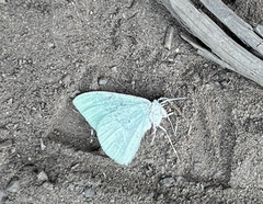 Dichorda illustraria