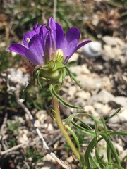 Edraianthus tenuifolius