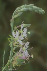 Oenothera suffrutescens