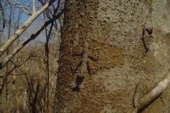 Liturgusa cayennensis