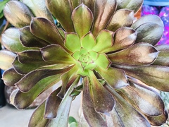 Aeonium