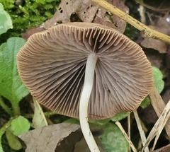 Psathyrella bipellis