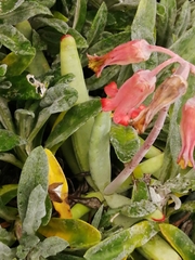 Cotyledon orbiculata