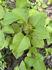 Syringa vulgaris