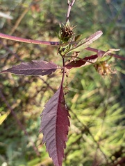 Bidens frondosa