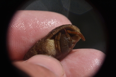 Pagurus granosimanus