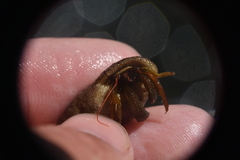 Pagurus granosimanus