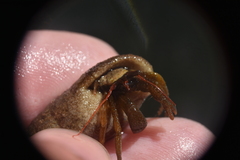 Pagurus granosimanus