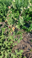 Sphaeralcea bonariensis