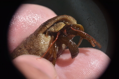 Pagurus granosimanus