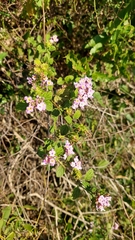 Lantana megapotamica