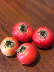 Rosaceae