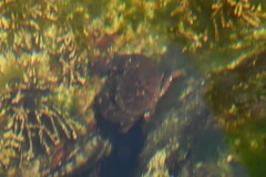 Glebocarcinus oregonensis