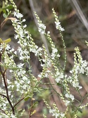 Polygonella polygama