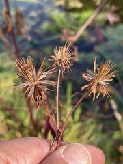 Bidens frondosa