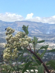 Baccharis latifolia