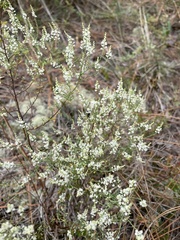 Polygonella polygama