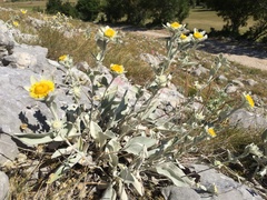 Pentanema verbascifolium