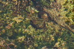 Haliotis kamtschatkana