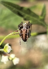 Neoscona arabesca