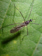 Gnophomyia