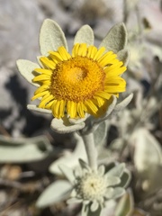 Pentanema verbascifolium