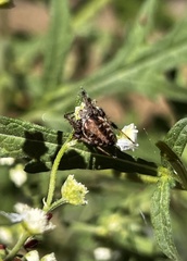 Neoscona arabesca