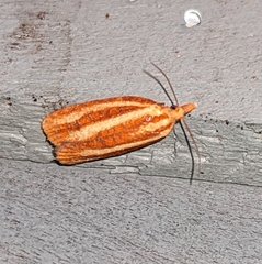 Sparganothis tristriata