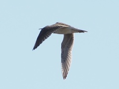 Bartramia longicauda