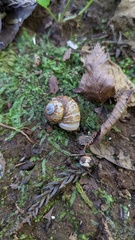 Cyclophorus herklotsi