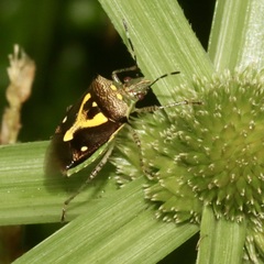 Mormidea ypsilon