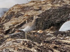 Bartramia longicauda