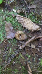 Cyclophorus herklotsi