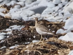 Bartramia longicauda