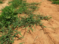 Convolvulus sagittatus