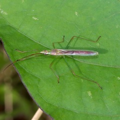 Stenocoris