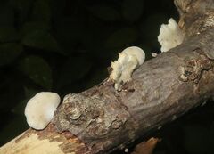 Crepidotus variabilis