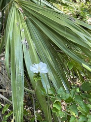 Hymenocallis occidentalis