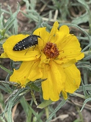 Acmaeodera rubronotata
