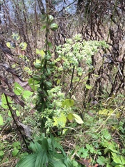 Epipactis