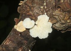 Crepidotus variabilis