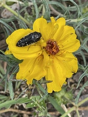 Acmaeodera rubronotata