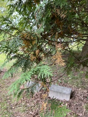 Pestalotiopsis funerea